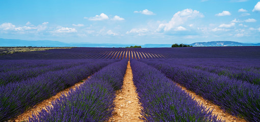 Panorama of field lavender and deep blue sky morning summer. Beautiful image of lavender field. Nature background. Provence, Valensole Plateau, France.