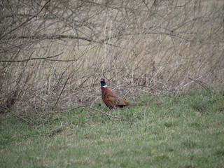 Fasan in der Altmark
