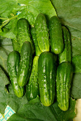 Fresh cucumbers lie together on green leaves. The texture of green vegetables.
