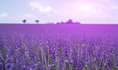 Selective focus on lavender flowers in flower field. Morning summer blur background. Spring lavender background. Flower background. Shallow depth of field. Provence, Valensole Plateau, France.