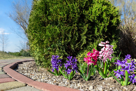 Beautiful flowerbed with blossoming purple and pink hyacinth flowers and juniper green coniferous bush against blue sky on background and paved path in garden outdoors. Spring nature bloom
