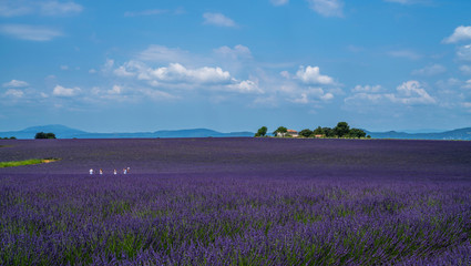 Naklejka na ściany i meble Panorama of field lavender and deep blue sky morning summer. Group of travelers on a lavender field. Beautiful image of lavender field. Nature background. Provence, Valensole Plateau, France.