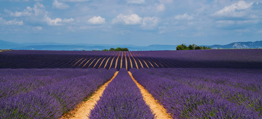 Fototapeta na wymiar Lavender field in sunlight, Provence, Plateau Valensole. Beautiful image of lavender field. Rows to the horizon, image for natural background. Summer vacations travel background.