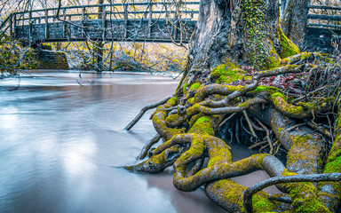Beautiful forest scene with old tree roots flooded by high river with wooden bridge 