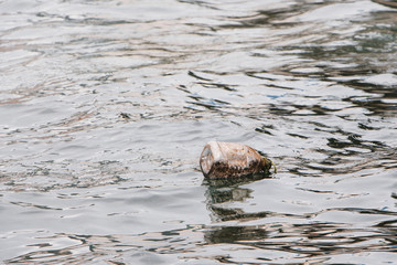 Plastic bottle in water