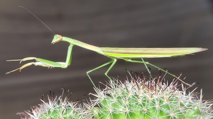 Photo of a green Praying Mantis