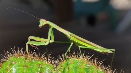 Photo of a green Praying Mantis