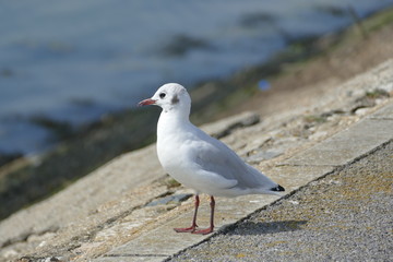 seagull on the beach