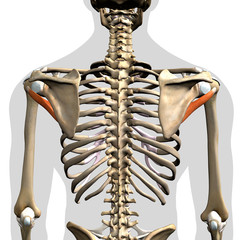 Teres Minor Muscles Isolated in Posterior View Human Anatomy on White Background	 - 337026268