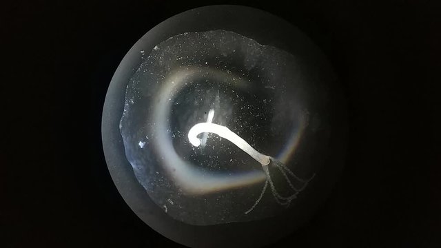 Close up of Micro organisms or microbes in microscop magnification. Macro, not 3d animation. Nano texture of Petri dish in microbiology lab. Abstract conceptual bio background. Microscopy zoom