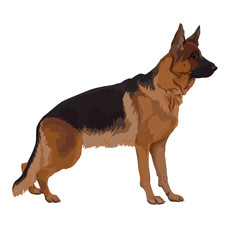Standing dog. German Shepherd on a white background.