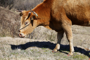 Fototapeta premium 阿蘇 牛