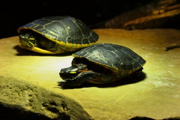 Tortues au repos sur leur rocher favoris
