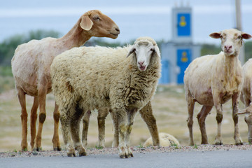 a lamb grazes along a highway
