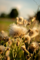 Wildflowers gone to seed.