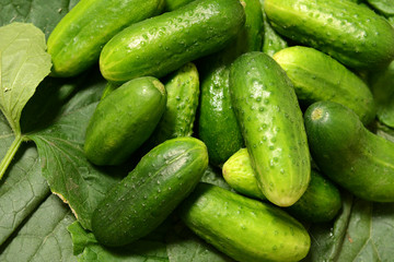 Fresh cucumbers lie together on green leaves. The texture of green vegetables.