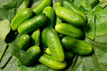 Fresh cucumbers lie together on green leaves. The texture of green vegetables.