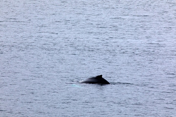 Fototapeta premium Inside Passage, Alaska / USA - August 18, 2019: A whale at Inside Passage, Inside Passage, Alaska, USA
