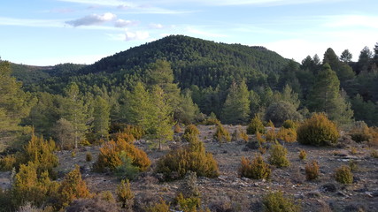 Fototapeta na wymiar Bosque Mediterraneo en Cuenca