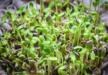 green sprouts in the garden
