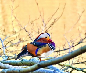Colourful Mandarin Duck sitting on a branch 