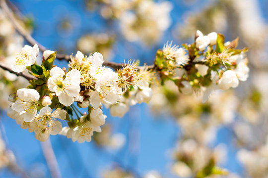 Cherry branch. Blossoming cherry. White flower. Blossoming cherry on a sky background.