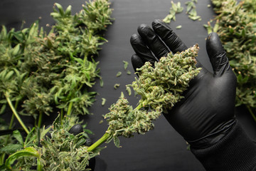 Growers trim their pot buds before drying. Trim before drying. The sugar leaves on buds.