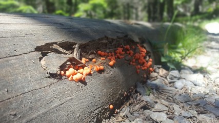 Hongos