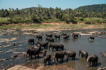 Elephants bathing in tropical river in Sri Lanka