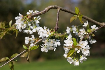 White cherry blossom hanging from branch in spring