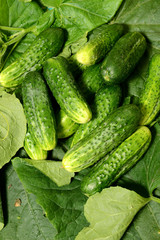 Fresh cucumbers lie together on green leaves. The texture of green vegetables.