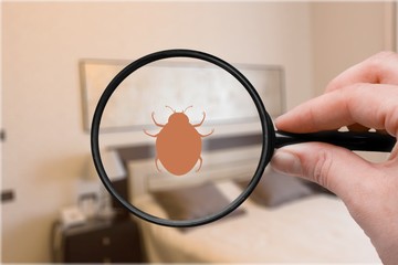 Control pest concept. Hand with a magnifying glass and insect
