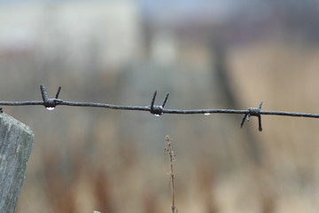 barbed wire
