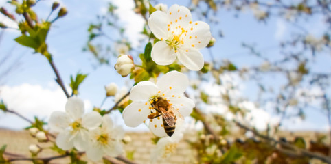 snow-white flowers on a cherry tree. flowering cherry tree in spring