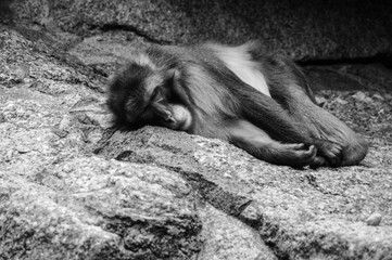 Obraz premium Sad monkey