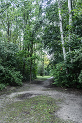 path in the forest