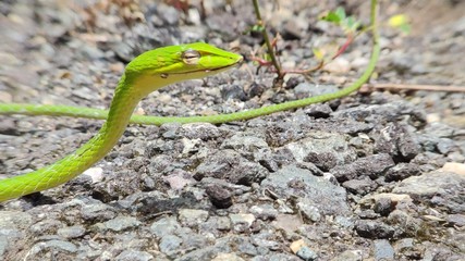 Oriental whip snake or Ahaetulla prasina is a species of snake in the family Colubridae native to southern Asia. Its common names include Asian vine snake.