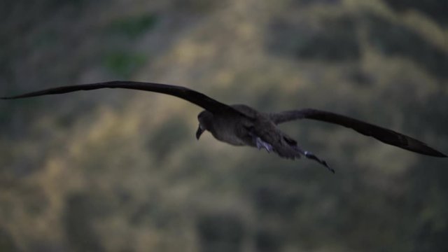 空を飛ぶクロアシアホウドリ　スローモーション