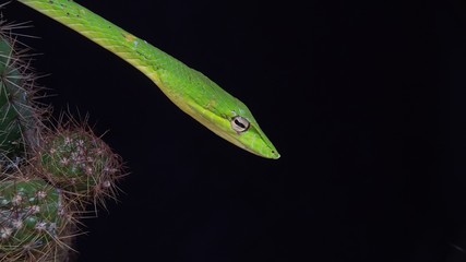 Oriental whip snake or Ahaetulla prasina is a species of snake in the family Colubridae native to southern Asia. Its common names include Asian vine snake.