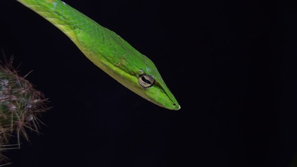 Oriental whip snake or Ahaetulla prasina is a species of snake in the family Colubridae native to southern Asia. Its common names include Asian vine snake.