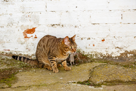 Gato de raza bengal√≠ con un rat√≥n atrapado en su boca. Felis catus prionailurus bengalensis.