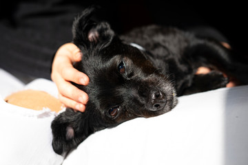 Black dog sunbathing in bed.
