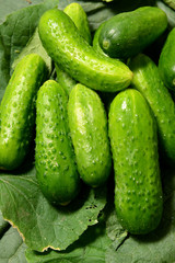 Fresh cucumbers lie together on green leaves. The texture of green vegetables.