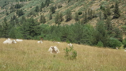 Fototapeta premium Vacas en prado