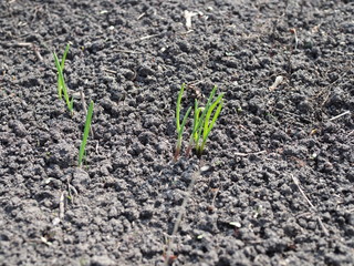 Close-up of Young green shprouts of ferns. Forest glade. Plants in nature. Spring season. New life