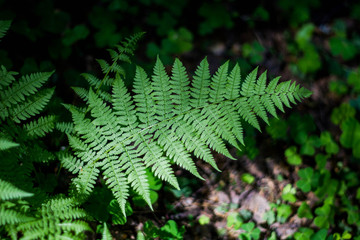 Large green fern leaf in the forest in the grass. Close up. Pteridium aquilinum