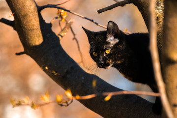 Portrait of a beautiful stray cat on a tree