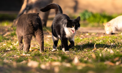 Funny cats friends is meet each others, meme photo of stray animals