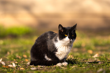 Dirty and displeased stray cat cringed in the sun