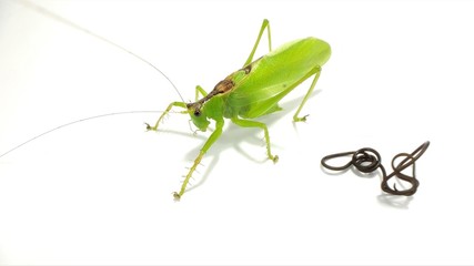 A Ensifera with larva parasite, or Nematomorpha, sometimes called Gordiacea, and commonly known as horsehair worms or Gordian worms are a phylum of parasitoid animals.